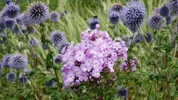 Pink among Echinops.jpg